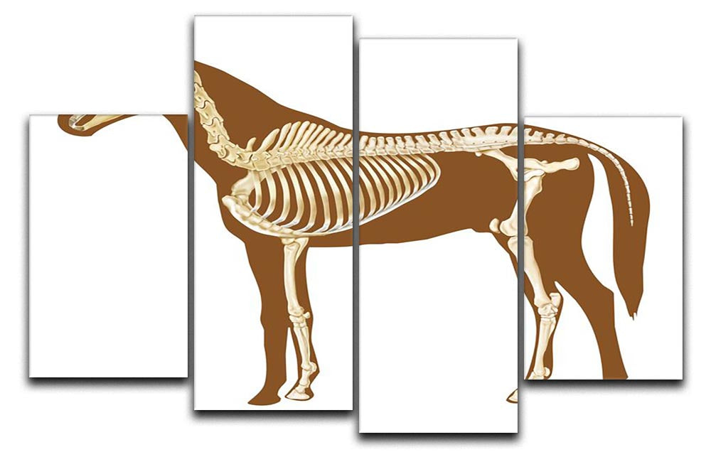 A 4-split canvas artwork featuring a detailed x-ray of a horse skeleton, showcasing its bones in a striking arrangement.