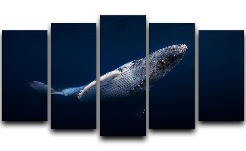 A stunning 5-panel canvas artwork featuring a humpback whale, showcasing vibrant colors and dynamic design.