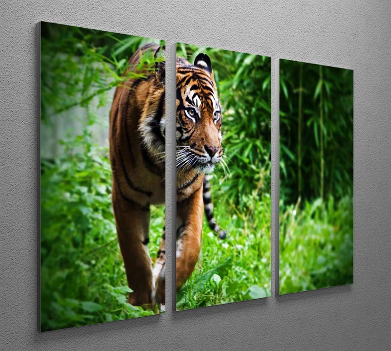 A stunning 3-panel canvas print featuring a hunting tiger at the zoo, showcasing vibrant colors and intricate details.