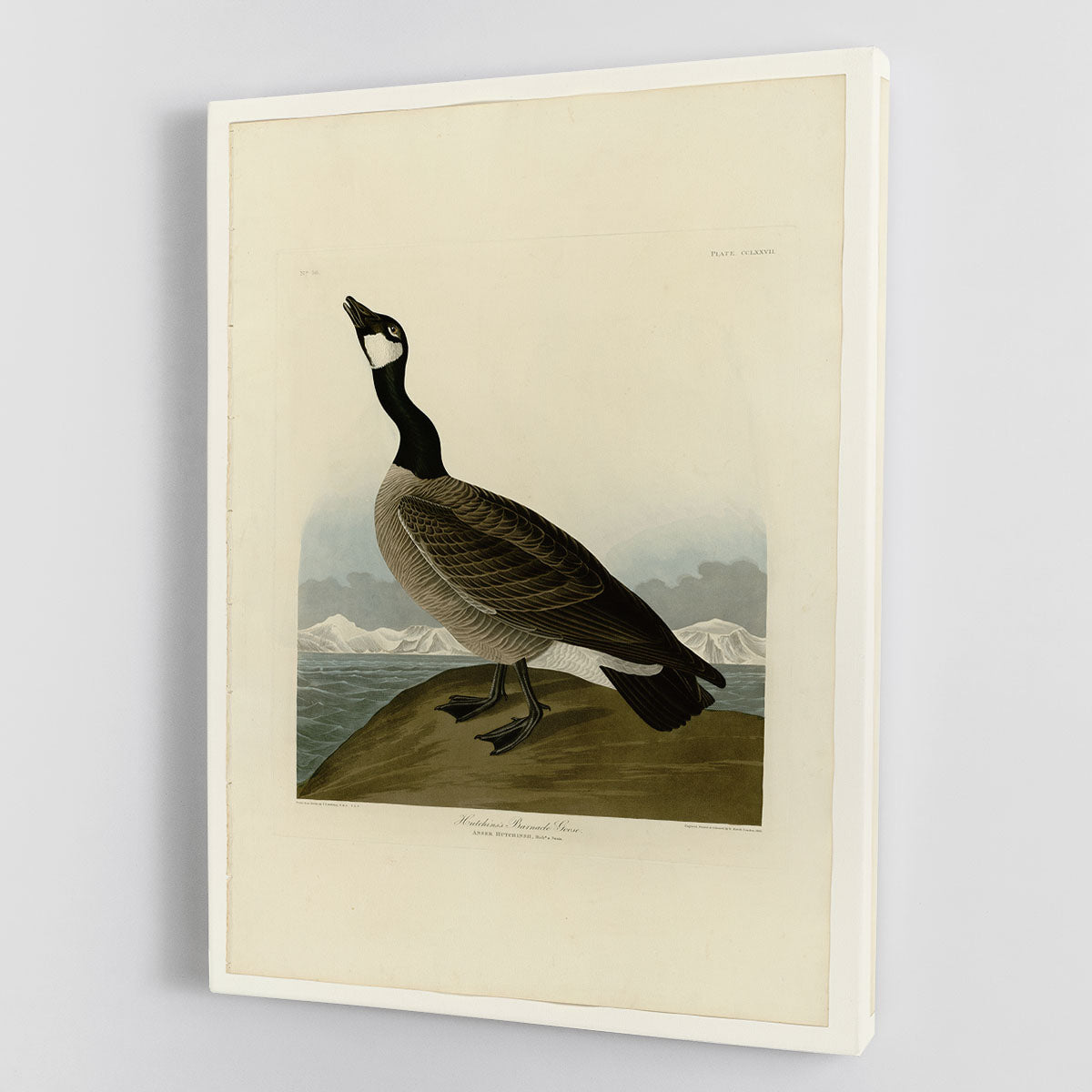 A beautiful canvas print of the Hutchins Barnacle Goose, showcasing its detailed plumage and natural habitat.