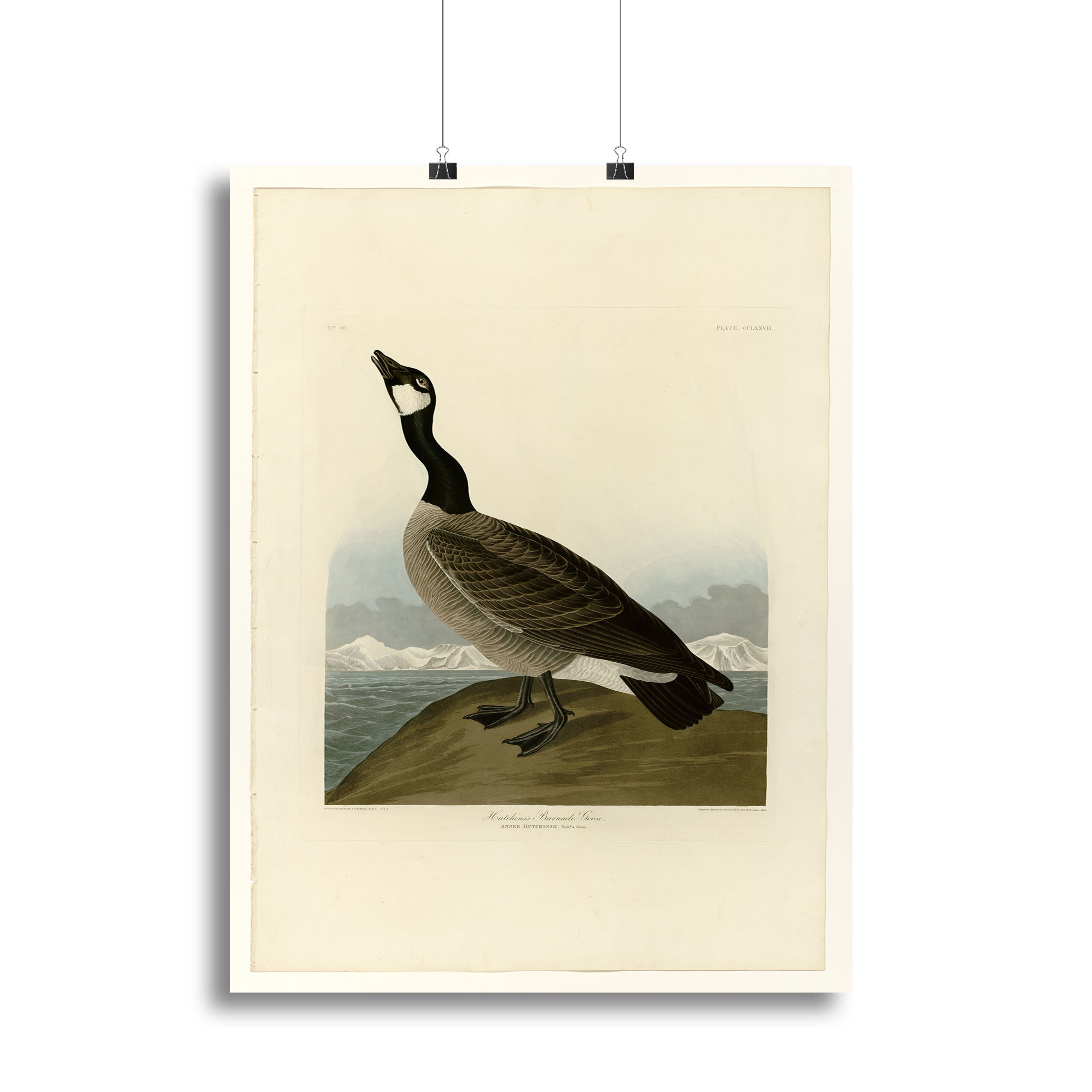 A beautiful canvas print of the Hutchins Barnacle Goose, showcasing its detailed plumage and natural habitat.