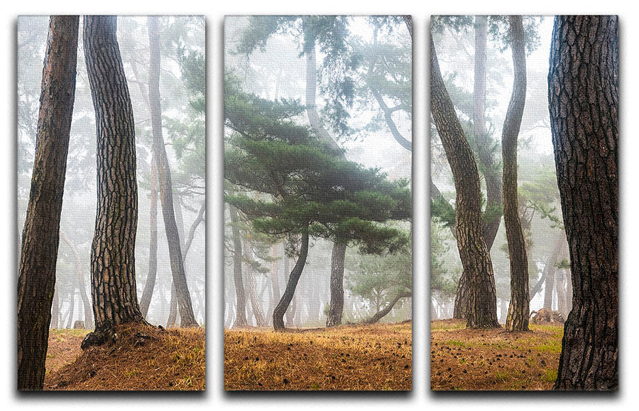 In The Misty Pine Forest 3 Split Panel Canvas Print showcasing serene pine trees in a misty landscape, perfect for home decor.
