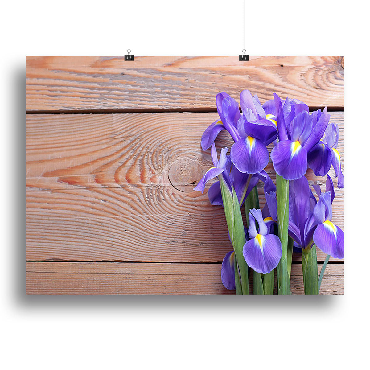 A vibrant Iris flower on an old wooden background, showcasing intricate details and rich colors, perfect for home decor.