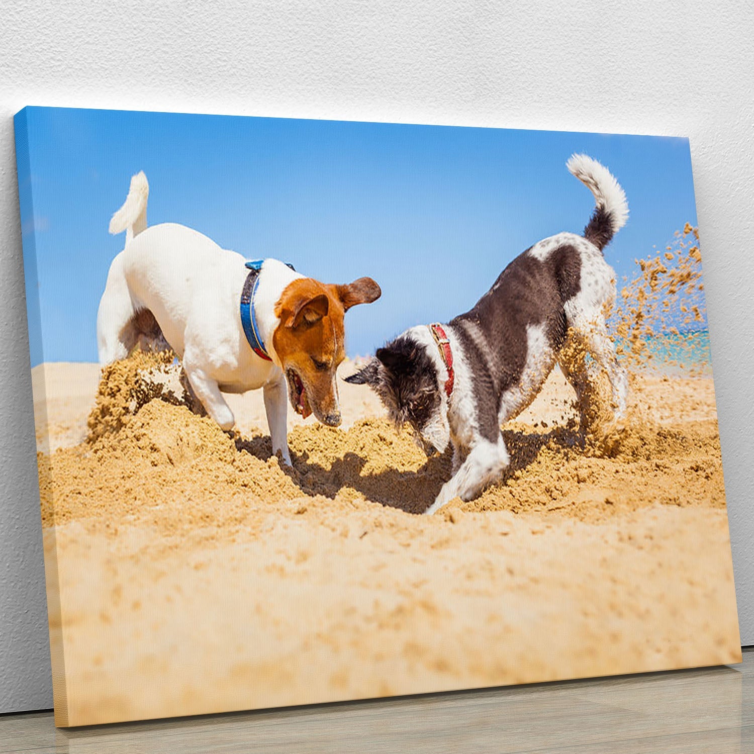 Canvas print of a couple of Jack Russell dogs digging a hole, showcasing their playful nature and charm.