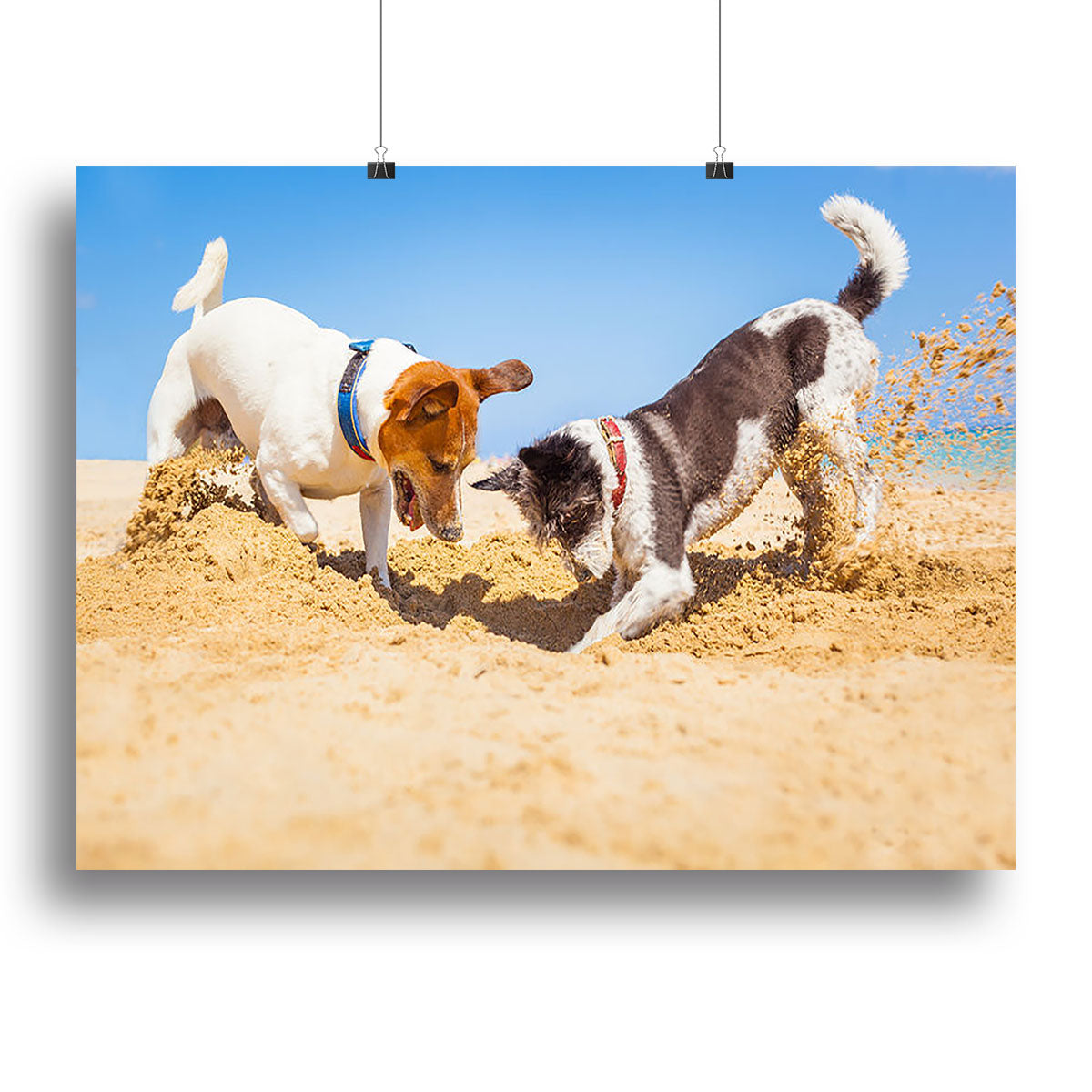 Canvas print of a couple of Jack Russell dogs digging a hole, showcasing their playful nature and charm.