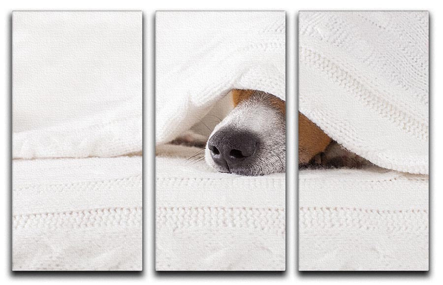 A charming Jack Russell dog sleeping peacefully under a cozy blanket, depicted in a 3-panel canvas print.