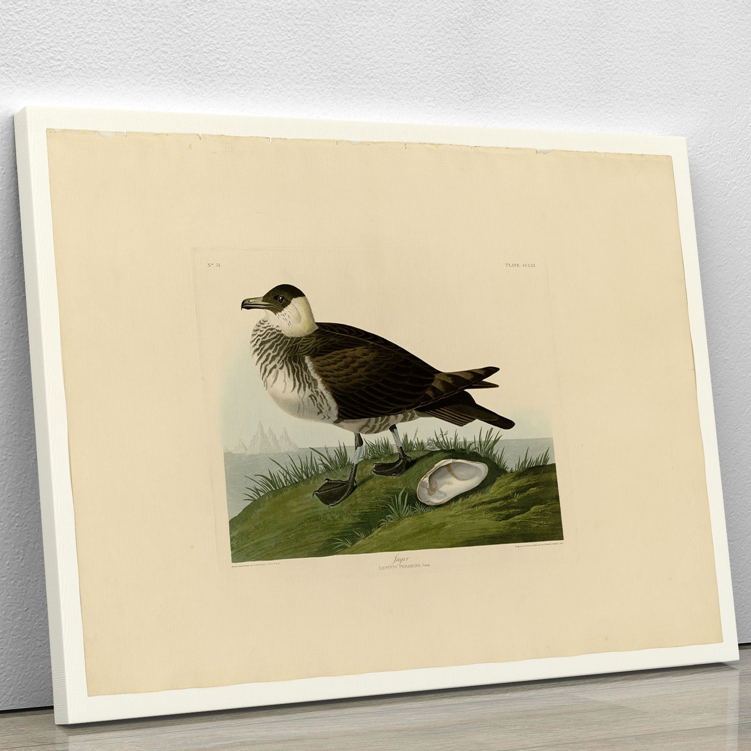 Jager by Audubon canvas print showcasing vibrant nature-inspired artwork, perfect for home or office decor.