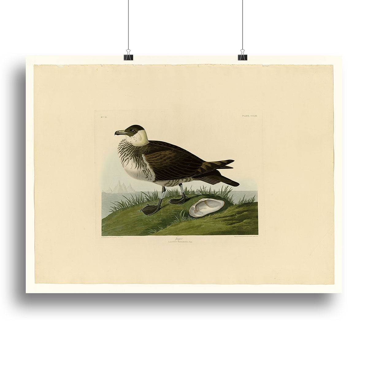 Jager by Audubon canvas print showcasing vibrant nature-inspired artwork, perfect for home or office decor.