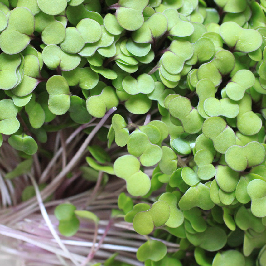 A close-up of kale microgreens growing in a tray, showcasing their vibrant green leaves and healthy growth.