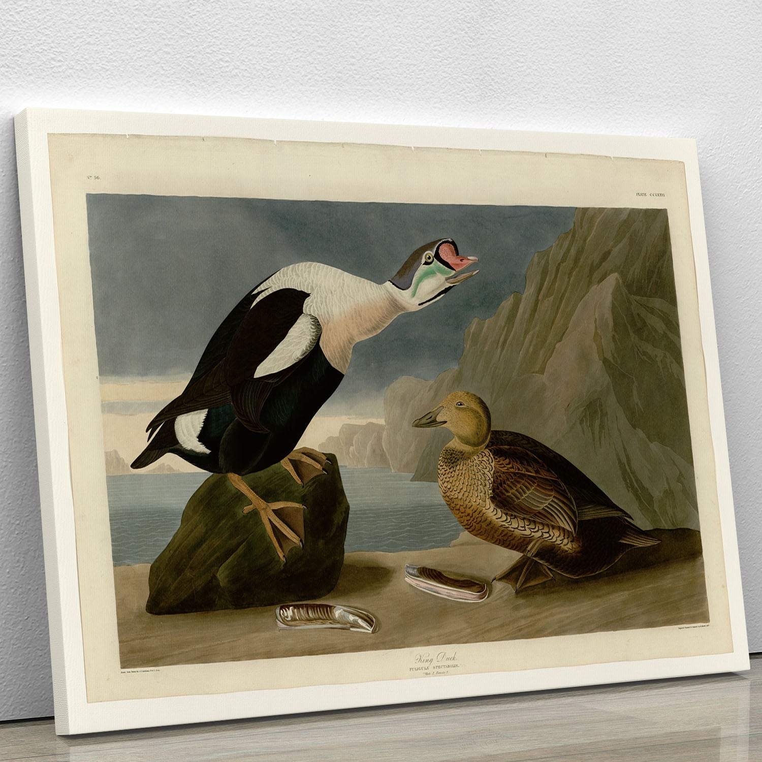 A beautiful canvas print of the King Duck by Audubon, showcasing vibrant colors and intricate details, perfect for home decor.