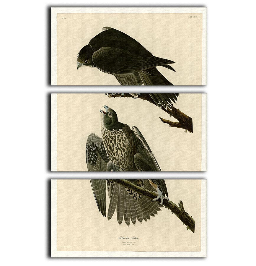 A beautiful 3-panel canvas print featuring the Labrador Falcon, showcasing its intricate details and vibrant colors, perfect for home decor.