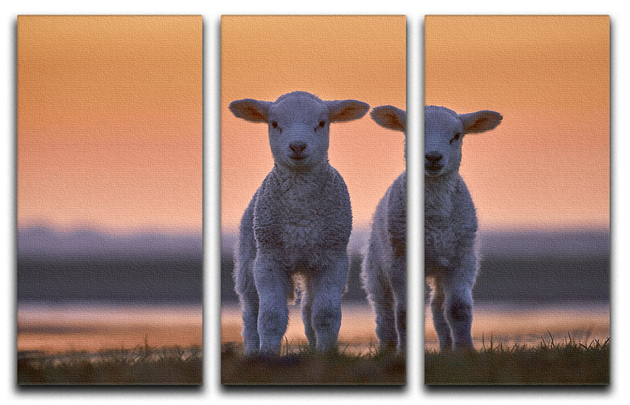 Lamb Twins 3 Split Panel Canvas Print featuring three high-quality canvases with a captivating design, perfect for home decor.