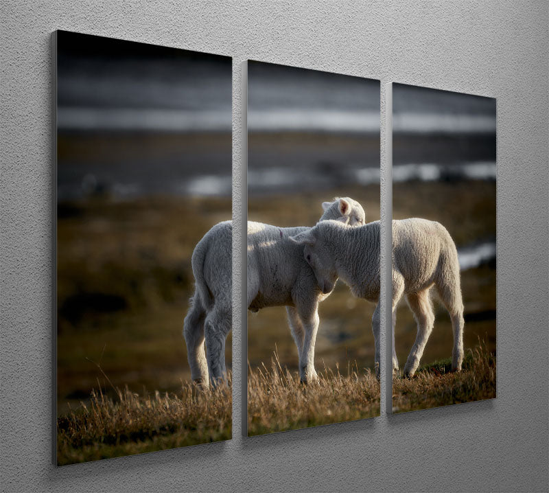Lambs 3 Split Panel Canvas Print showcasing three high-quality canvases with a captivating design.