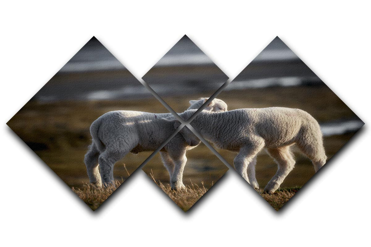 Lambs 4 Square Multi Panel Canvas artwork featuring four equal square sections, creating a cohesive and striking visual display.