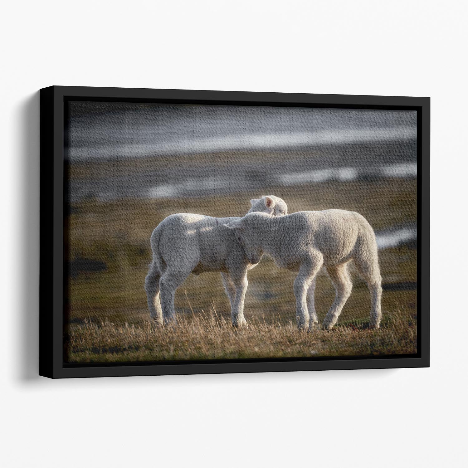 Lambs Floating Framed Canvas featuring vibrant abstract art in an elegant wooden frame.