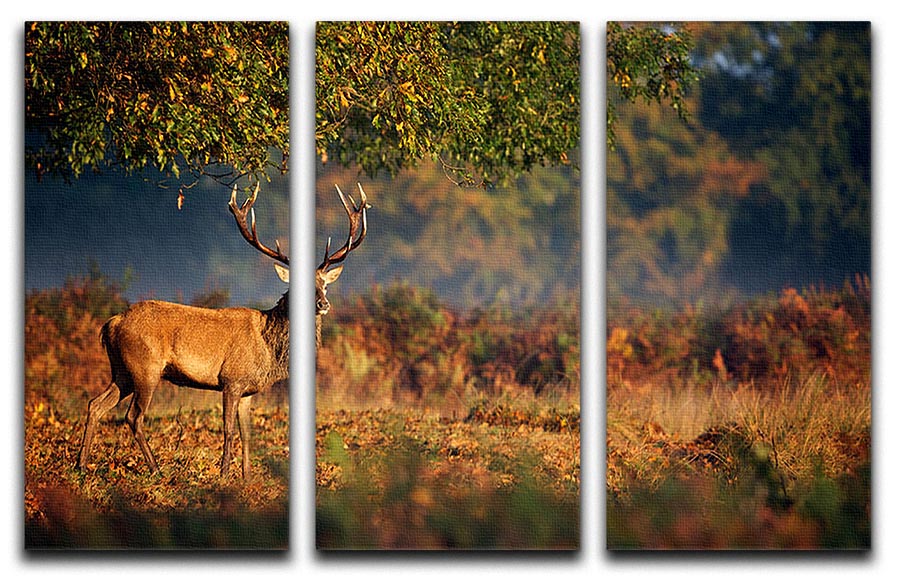 Large red deer stag in autumn, displayed on a 3-panel canvas print, showcasing vibrant colors and natural beauty.