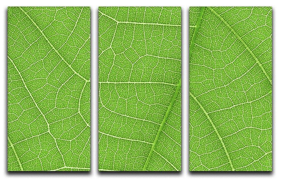 Leaf Texture 3 Split Panel Canvas Print showcasing three panels with intricate leaf designs, perfect for home decor.
