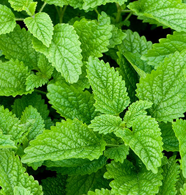 Lemon Balm plant with shiny green leaves and aromatic lemon scent, growing in a garden setting.