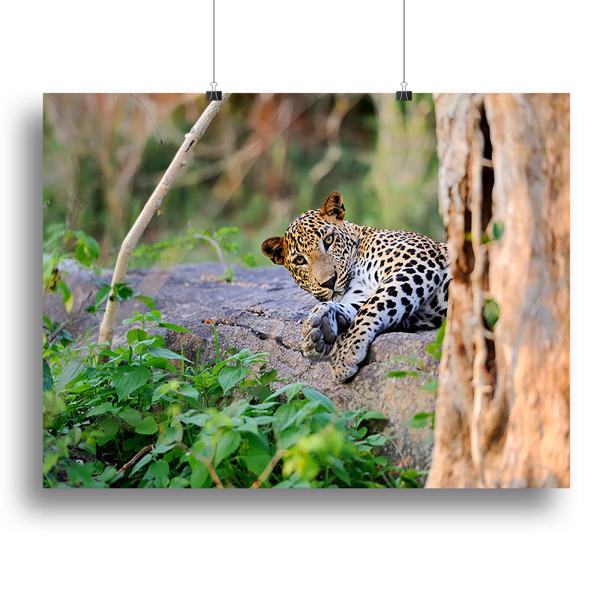 A vibrant canvas print featuring a leopard in its natural habitat, showcasing intricate details and rich colors.