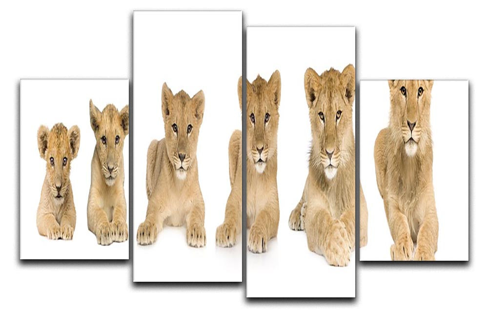 A vibrant 4-split canvas artwork featuring a growing lion cub, showcasing its playful spirit across four panels.