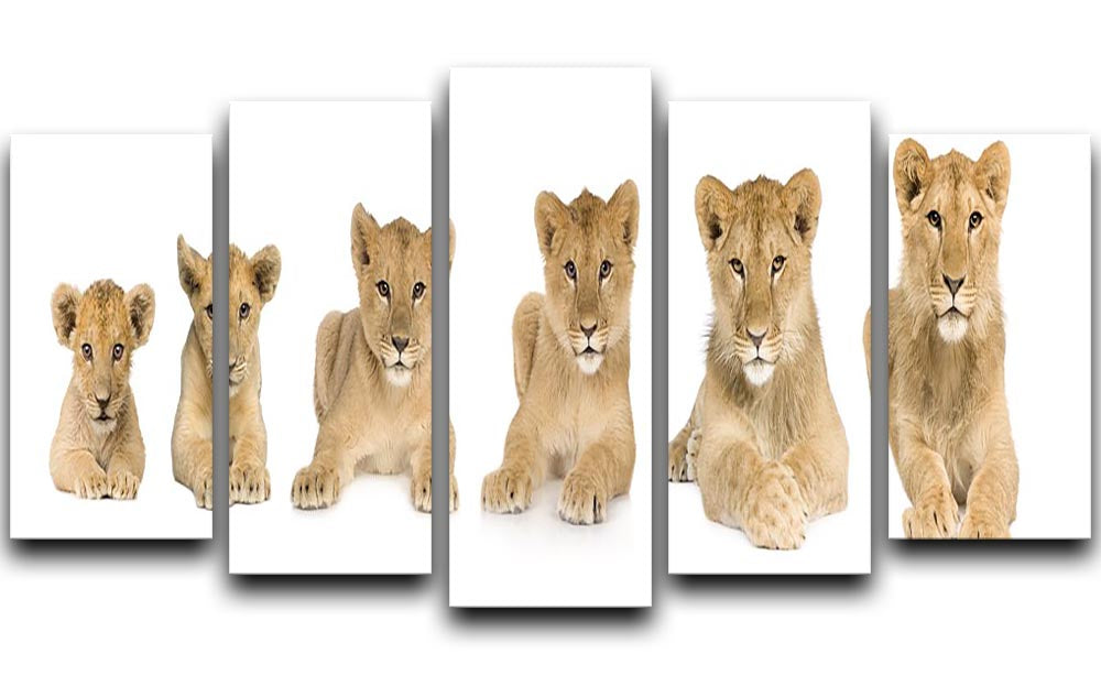 A stunning 5-panel canvas artwork featuring a growing lion cub, showcasing vibrant colors and intricate details.