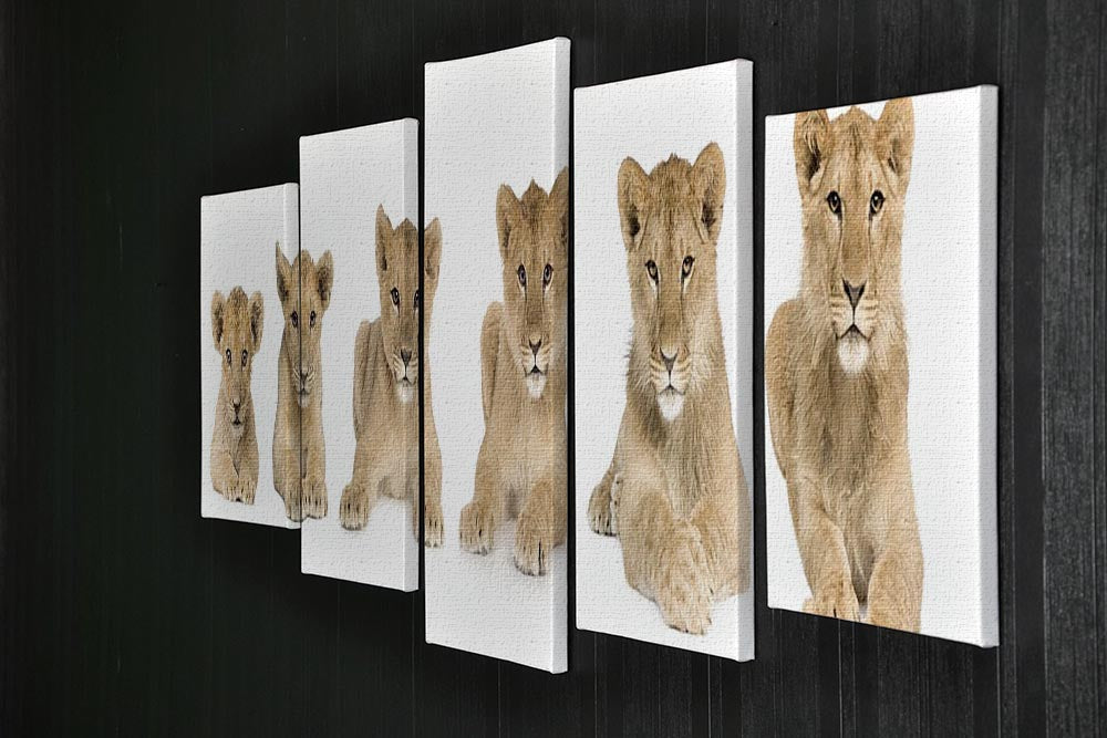 A stunning 5-panel canvas artwork featuring a growing lion cub, showcasing vibrant colors and intricate details.