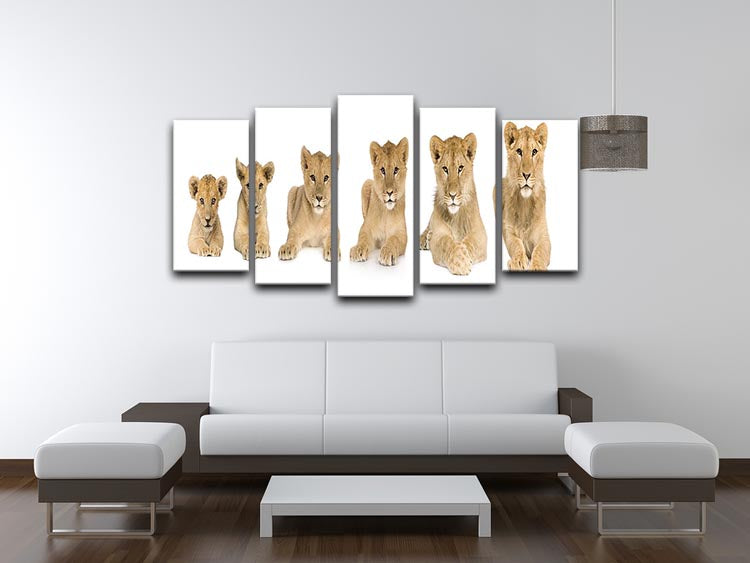 A stunning 5-panel canvas artwork featuring a growing lion cub, showcasing vibrant colors and intricate details.
