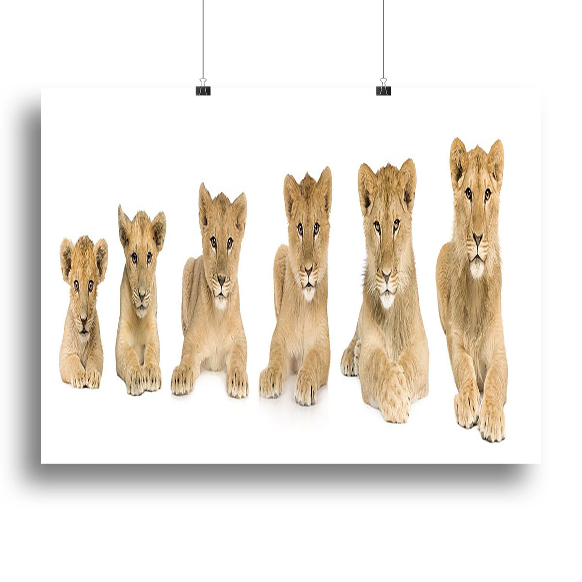 A vibrant canvas print featuring a growing lion cub, showcasing its playful nature and majestic beauty, perfect for home decor.