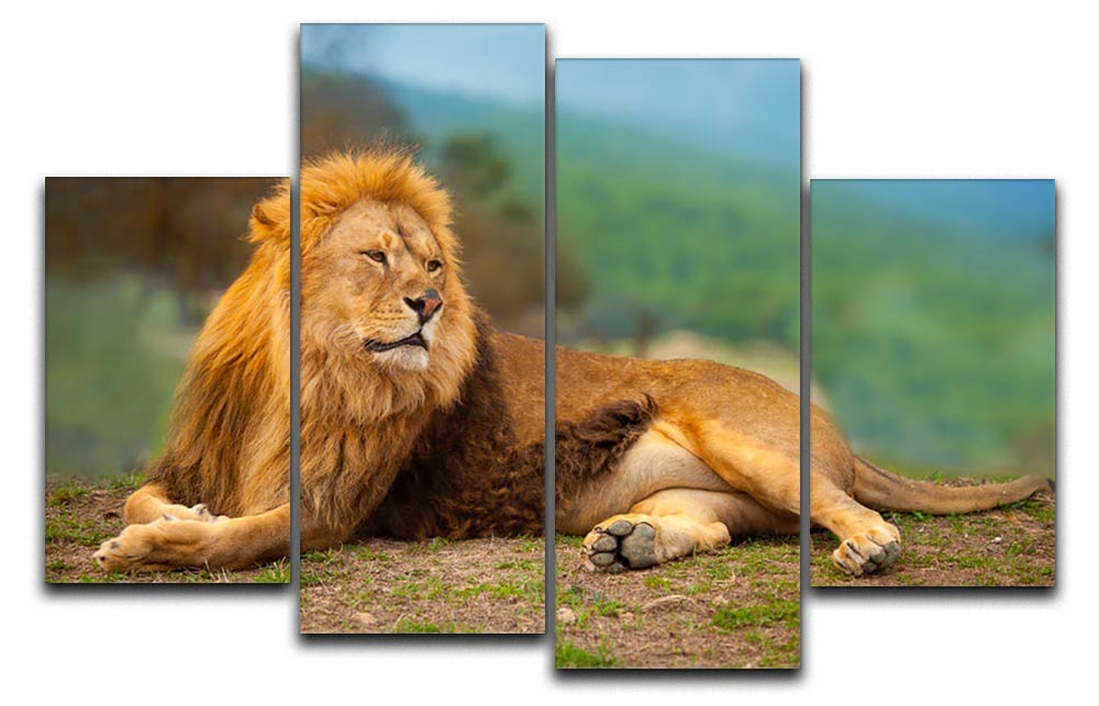 A stunning 4-split canvas artwork featuring a majestic male lion resting, showcasing vibrant colors and intricate details.
