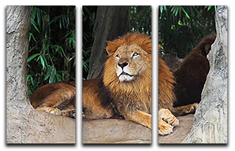 A stunning 3-panel canvas print featuring a lion resting on a tree, showcasing vibrant colors and intricate details.