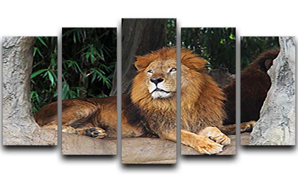 A beautiful 5 split panel canvas artwork featuring a lion resting on a tree, showcasing vibrant colors and intricate details.