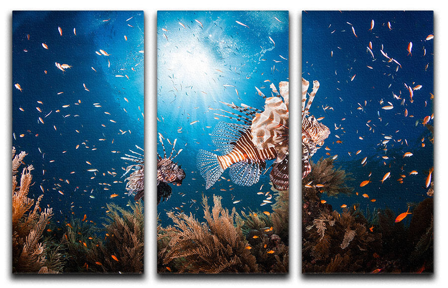 Lionfish 3 Split Panel Canvas Print showcasing vibrant colors and intricate details across three panels.