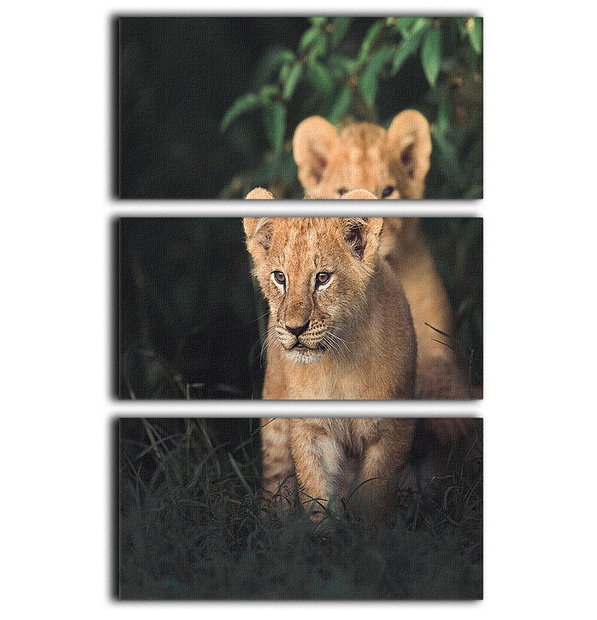 A stunning 3-panel canvas print featuring a lion cub, perfect for home decor.