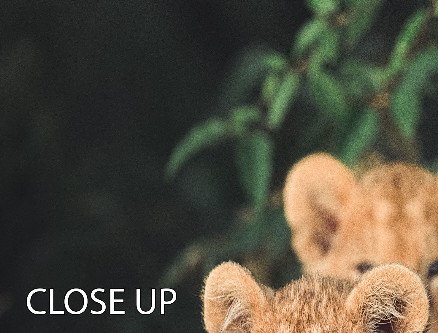 A stunning 3-panel canvas print featuring a lion cub, perfect for home decor.