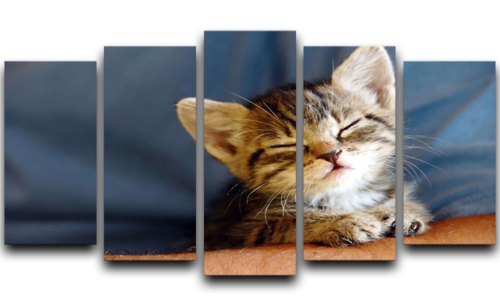 A closeup of a little cat sleeping on a human hand, displayed in a 5-split canvas format, showcasing warmth and connection.