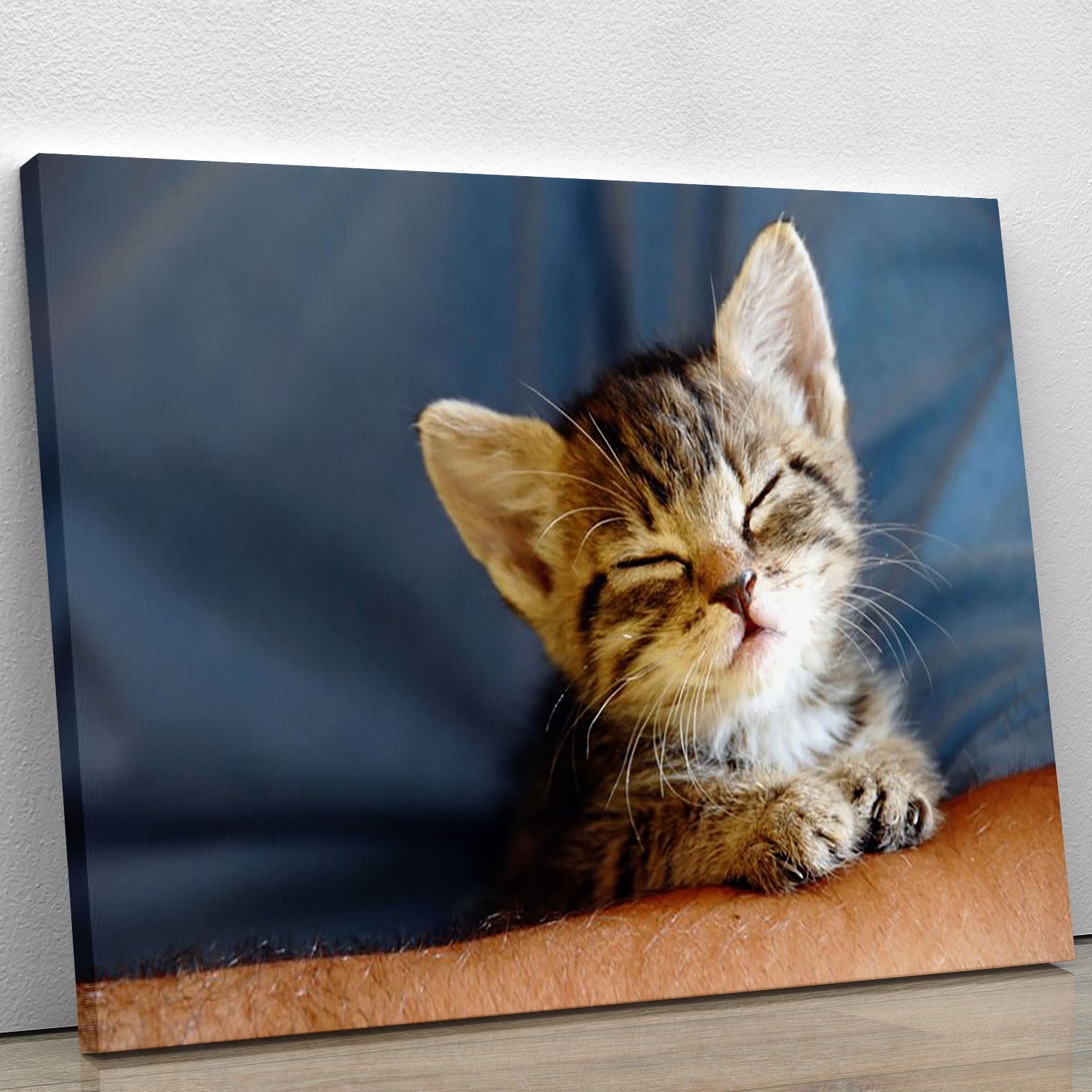 Closeup of a little cat sleeping on a human hand, showcasing its peaceful expression and delicate features.