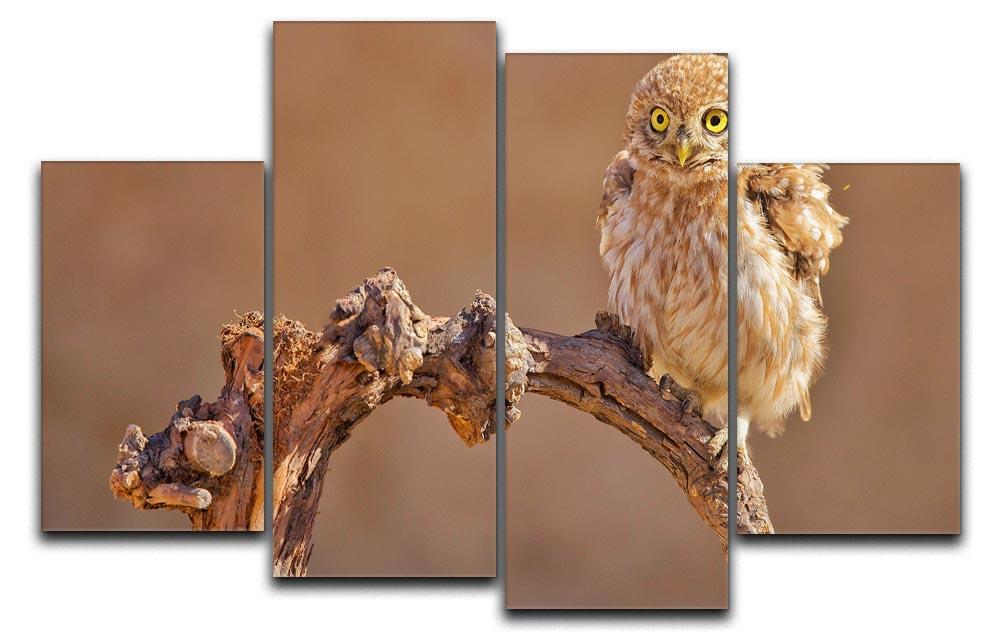 A beautiful 4-split canvas artwork featuring a little owl perched on a branch, showcasing vibrant colors and intricate details.