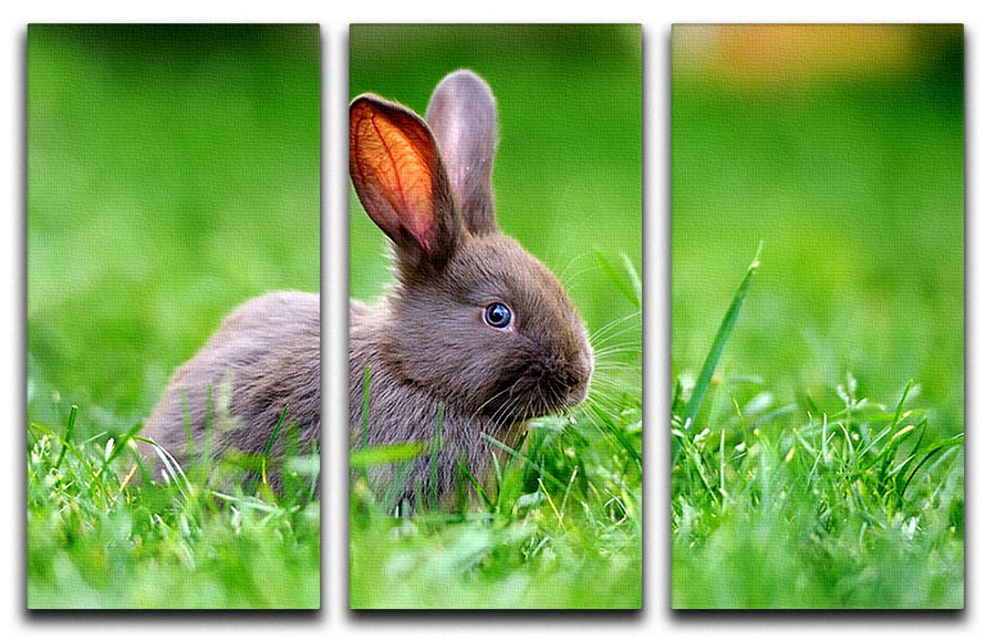 A charming 3-panel canvas print featuring a little rabbit on lush green grass, perfect for home decor.