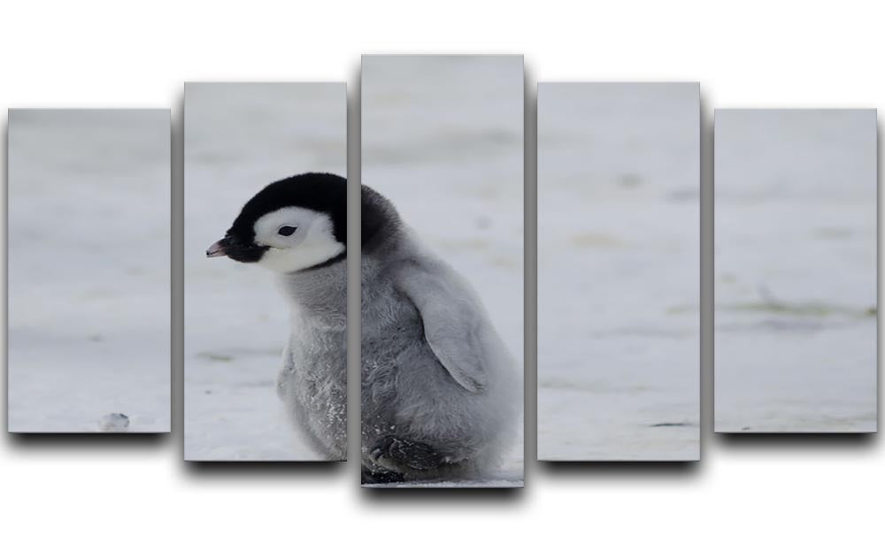 A vibrant 5-split canvas artwork featuring a lone penguin chick, showcasing its adorable features and lively colors across five panels.