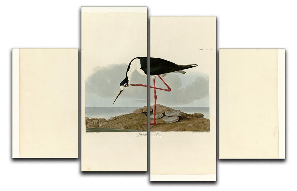 A beautiful 4-split canvas artwork featuring the Long Legged Avocet bird, showcasing vibrant colors and intricate details across four panels.