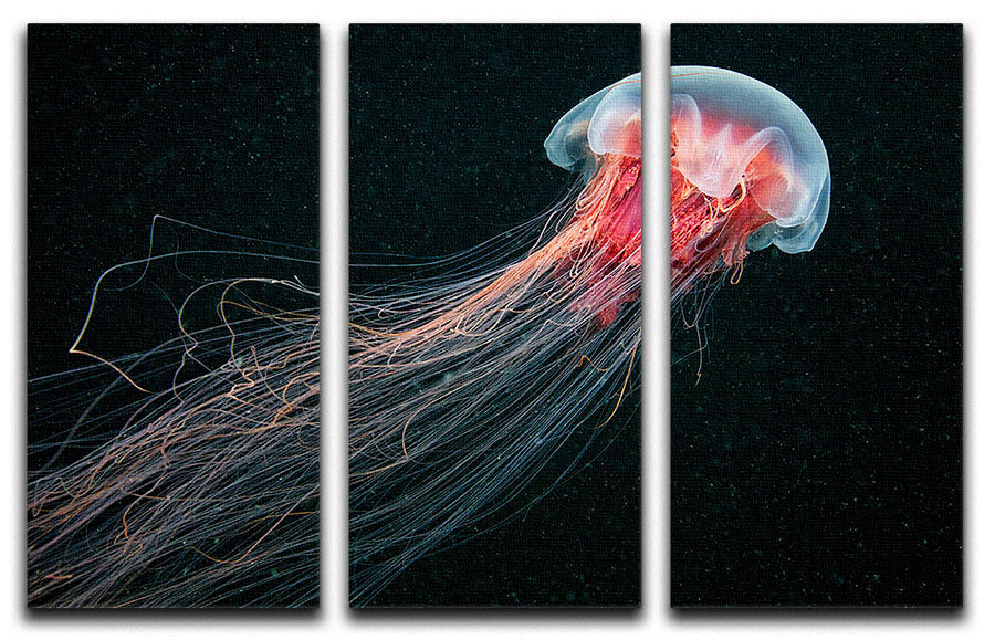 Longtail 3 Split Panel Canvas Print featuring vibrant colors and intricate designs, perfect for home or office decor.