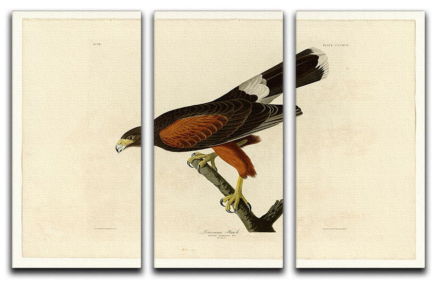 A beautiful 3-panel canvas print featuring the Louisiana Hawk, showcasing vibrant colors and intricate details, perfect for home decor.