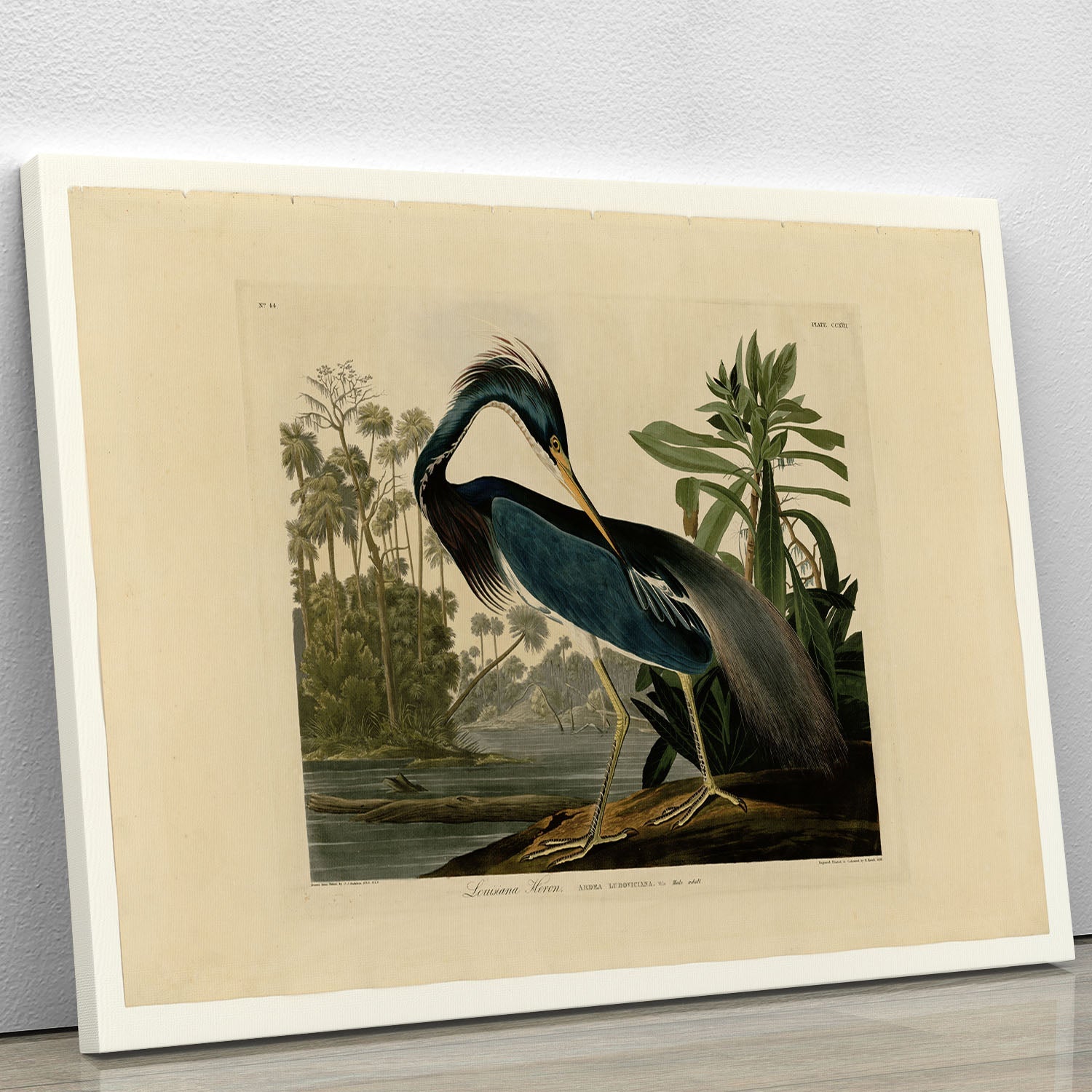 A beautiful canvas print of the Louisiana Heron, showcasing its elegant posture and vibrant colors, perfect for home decor.