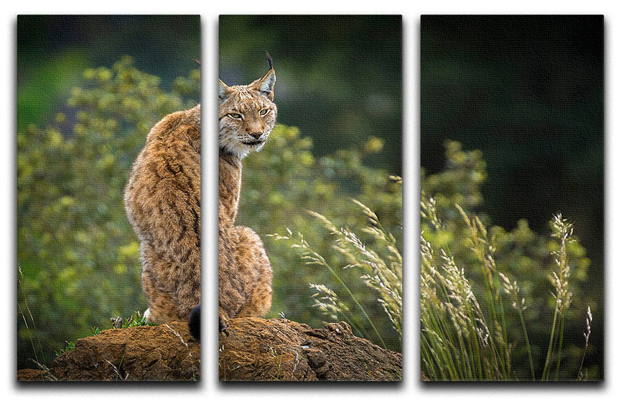 Lynx 3 Split Panel Canvas Print showcasing a stunning design with three high-quality canvases, perfect for enhancing any room's decor.
