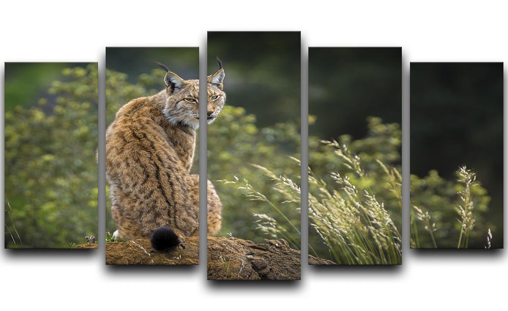 Lynx 5 Split Panel Canvas artwork featuring five panels with a cohesive design, adding depth and style to any room.