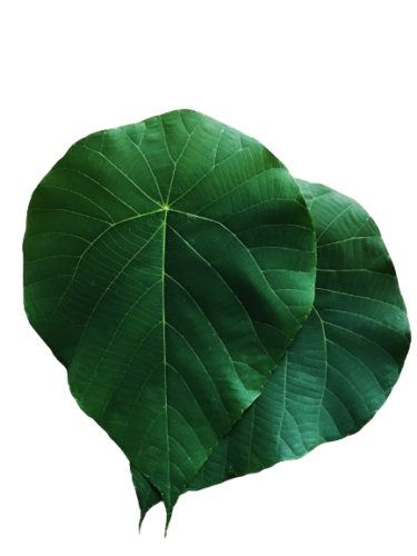 Dried Macaranga Peltata leaves, showcasing their vibrant green color and unique texture, ideal for culinary and industrial uses.