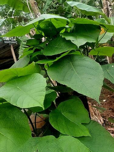 Dried Macaranga Peltata leaves, showcasing their vibrant green color and unique texture, ideal for culinary and industrial uses.