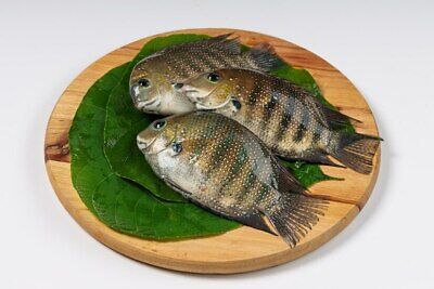 Dried Macaranga Peltata leaves, showcasing their vibrant green color and unique texture, ideal for culinary and industrial uses.