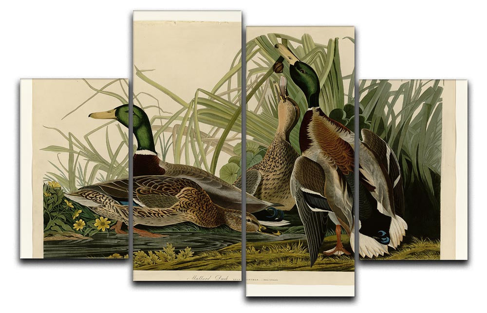 A beautiful 4-split canvas artwork featuring a Mallard Duck, showcasing vibrant colors and intricate details across four panels.