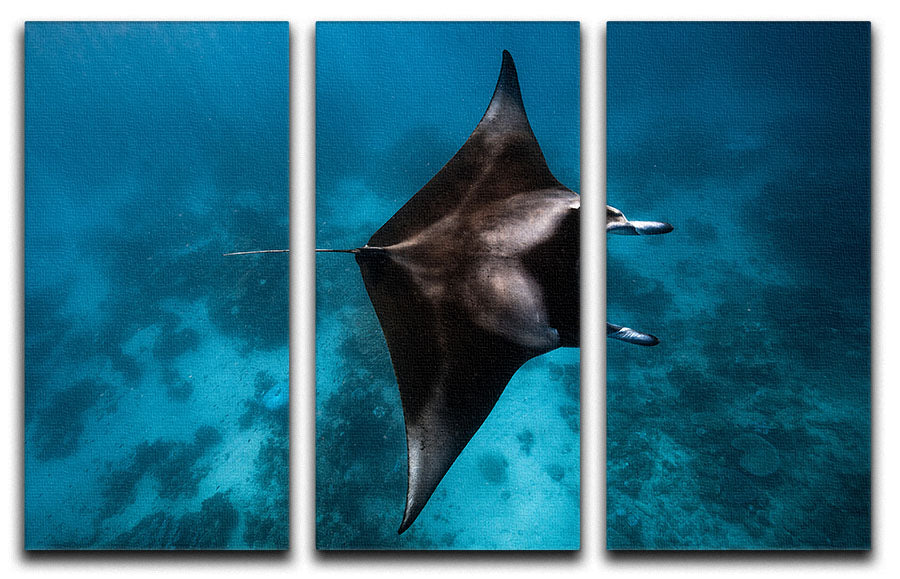 Manta Fly 3 Split Panel Canvas Print showcasing vibrant colors and intricate designs, perfect for home or office decor.